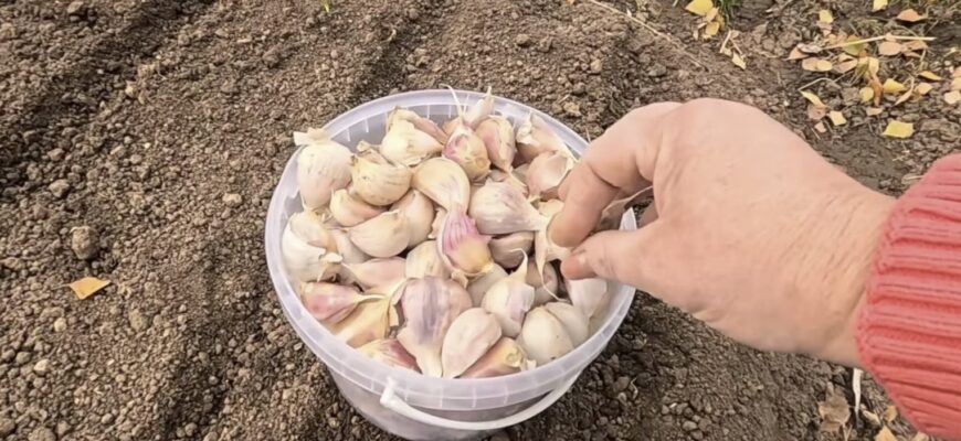 Озимий часник саджу лише 3-5 листопада: додаю в лунку 1 інгредієнт – і зубки не гниють навіть у сирому ґрунті