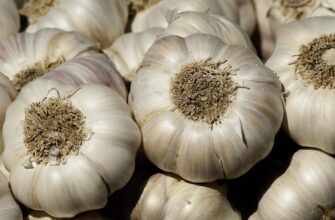 Після яких рослин не можна садити озимий часник? Не всі про це знають