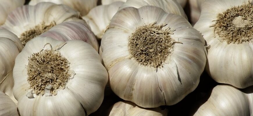 Після яких рослин не можна садити озимий часник? Не всі про це знають