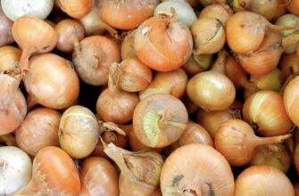 Посипаю грядку цибулі 1 доступним порошком – і мушка зникає за день. Перевірено в селі роками