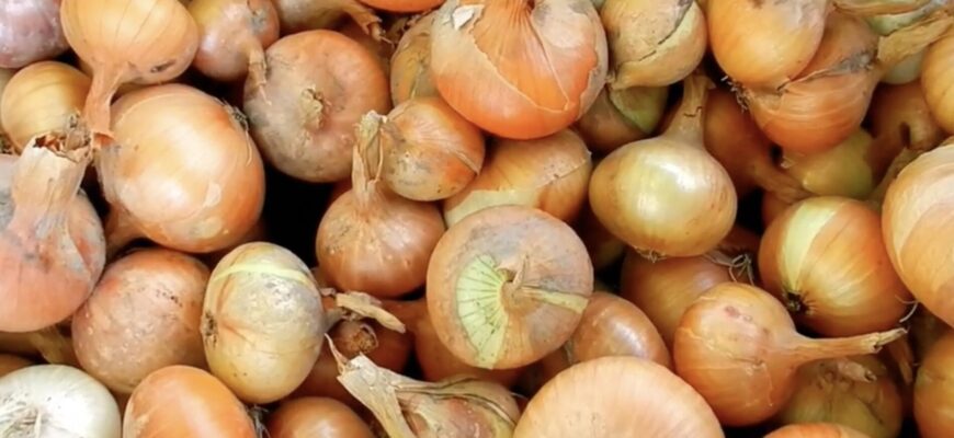 Посипаю грядку цибулі 1 доступним порошком – і мушка зникає за день. Перевірено в селі роками