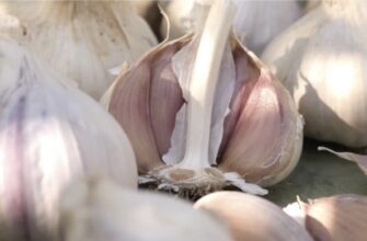 Сусідка радuть не садити часник до 15 листопада – на її “скромну” думку, це золоте правило врожайності