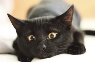 Як коти попереджають господарів, що у домі оселилась потойбічна сила: народні прикмети