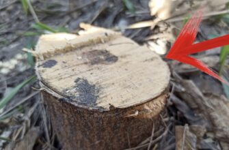 Кінець мороки з пеньками на ділянці: викорчувала без спецтехніки “дідівським” способом. Трюк на 10 з 10