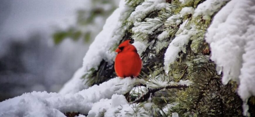 Вчені зробили прогноз, чи будуть снігопади цієї зими