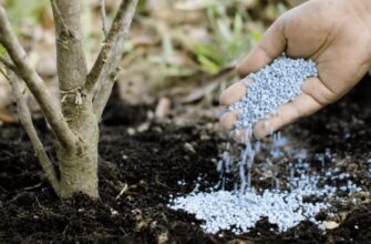 🌳 Підживи свої дерева в листопаді — і навесні забудеш про шкідників і хвороби! Простий осінній прийом, який рятує сад 🍏