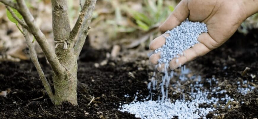 🌳 Підживи свої дерева в листопаді — і навесні забудеш про шкідників і хвороби! Простий осінній прийом, який рятує сад 🍏