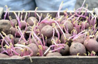 Картопля почала проростати восени — перевірені способи зупинити процес і зберегти урожай до самої весни