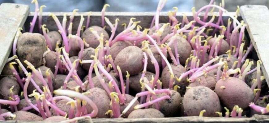 Картопля почала проростати восени — перевірені способи зупинити процес і зберегти урожай до самої весни