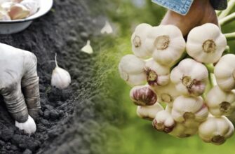 🧄 Коли садити озимий часник у листопаді 2025 року: найкращі дні за місячним календарем для рясного врожаю без втрат