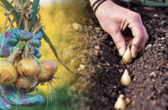 Коли садити озиму цибулю у листопаді 2025 — найврожайніші дні