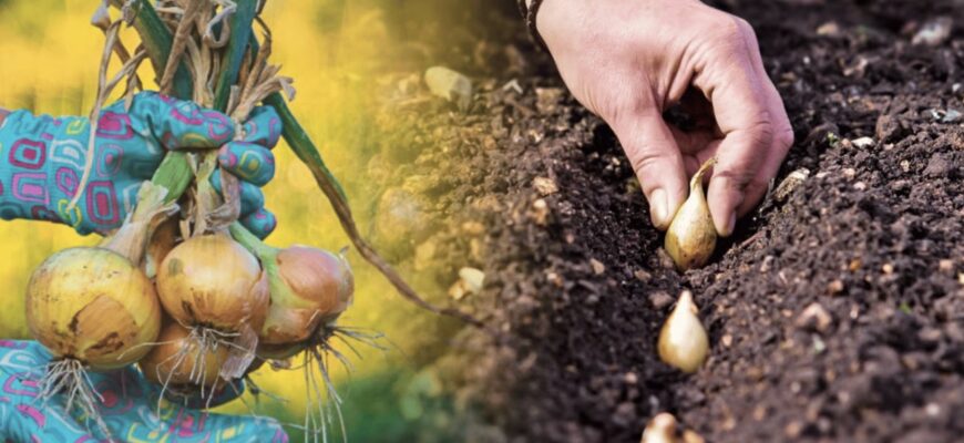 Коли садити озиму цибулю у листопаді 2025 — найврожайніші дні