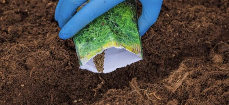 Підзимовий посів — що встигнути посадити до перших морозів