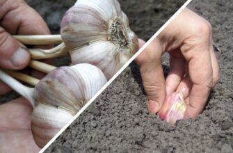 Озимий часник вже висаджений, але робота з ним не закінчена: 2 фактори, які повинен перевірити кожен дачник