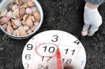 Посадка озимого часнику в 2025 році: сприятливі дні листопада
