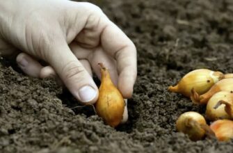 До чи після Іоанна Золотоустого — коли садити цибулю в листопаді