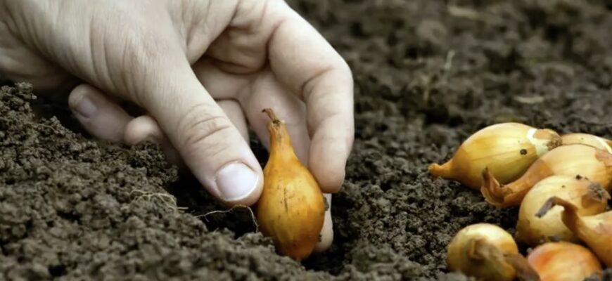 До чи після Іоанна Золотоустого — коли садити цибулю в листопаді