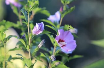 Що робити з гібіскусом восени: обрізати чи залишити у спокої – на базарі дали 1 важливу пораду