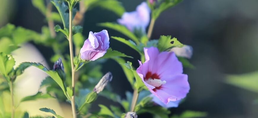 Що робити з гібіскусом восени: обрізати чи залишити у спокої – на базарі дали 1 важливу пораду