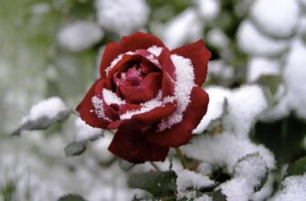 Як правильно вкривати троянди на зиму, щоб укриття не перетворилося на пастку