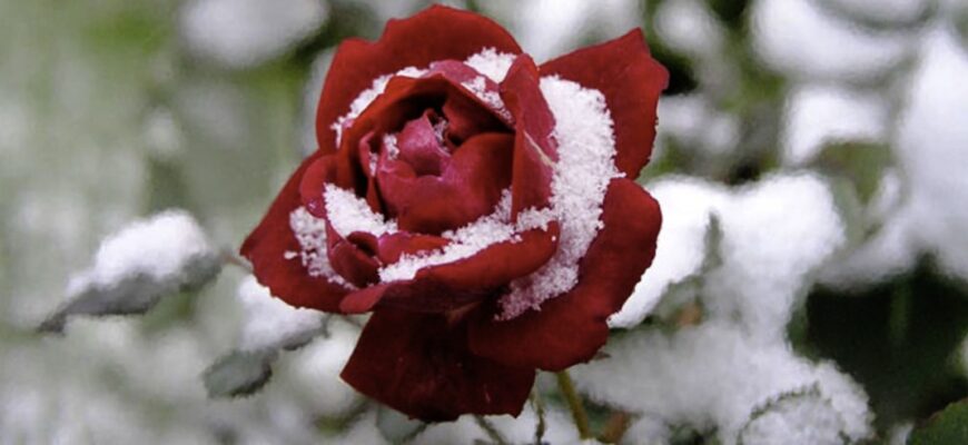 Як правильно вкривати троянди на зиму, щоб укриття не перетворилося на пастку