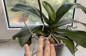 Орхідея не цвіте: п’ять помилок поливу, які не варто допускати, щоб не втратити квітку