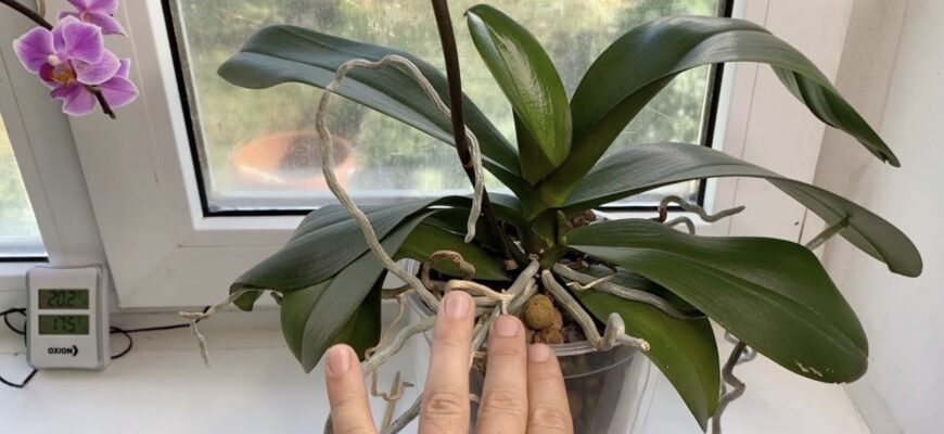 Орхідея не цвіте: п’ять помилок поливу, які не варто допускати, щоб не втратити квітку