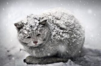 Стало відомо, де в Україні випаде сніг в листопаді