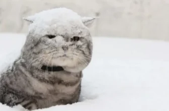 Зима-2026 в Україні буде холодною й непередбачуваною