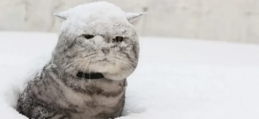 Зима-2026 в Україні буде холодною й непередбачуваною