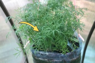 Посипала насіння кропу 1 ст. ложкою – і воно зійшло на підвіконні за 3 дні: густий килим соковитої зелені