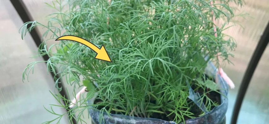 Посипала насіння кропу 1 ст. ложкою – і воно зійшло на підвіконні за 3 дні: густий килим соковитої зелені