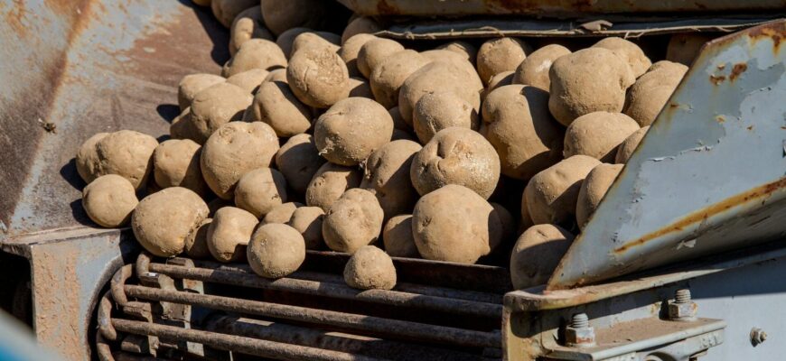 Дідова підказка: 1 склянка в кожну лунку – і картопля росте без колорадського жука навіть без хімії