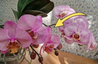 За вікном -1, а моя орхідея “пре”, як востаннє – випускає квіти без проблем: наш сімейний лайфхак