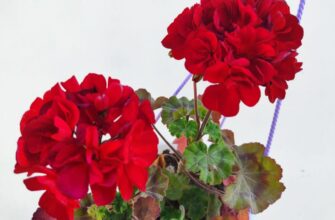 Пеларгонія скинула листя, але я не панікую: 1 доступна дія повернула зелень і додала бутонів за 2 тижні