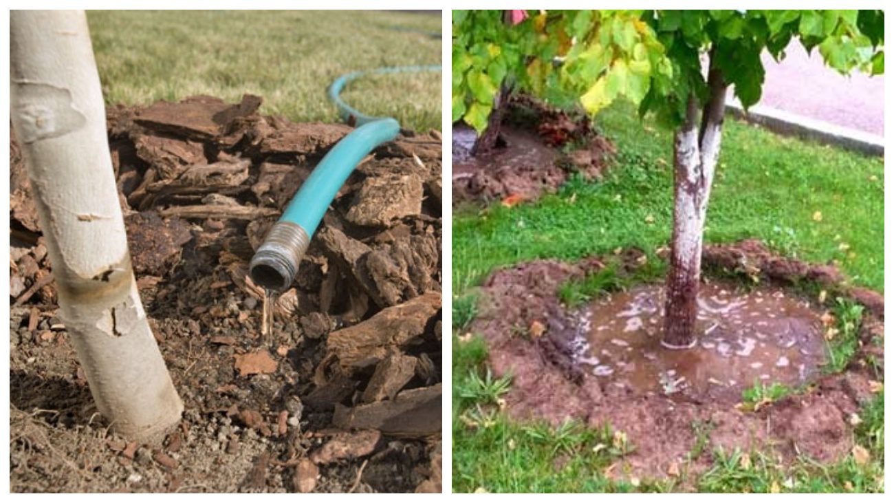 Садівники розповіли про важливість вологорозрядного поливу