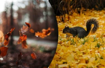 Чому 8 грудня не можна ні з ким сперечатися: яке церковне свято