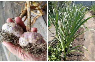 Часник не гниє під снігом, якщо перед морозами посипати грядку 2 жменями “цього”: доведена ефективність