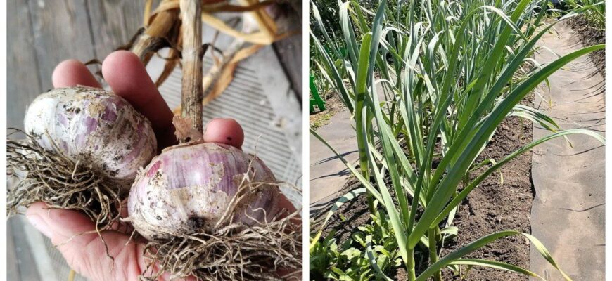 Часник не гниє під снігом, якщо перед морозами посипати грядку 2 жменями “цього”: доведена ефективність