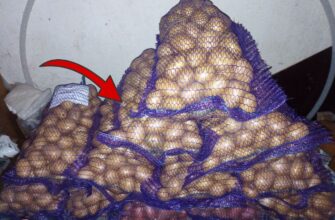 Кладу в овочі 1 пакетик – і вони не проростають до самого квітня: лежать цілі та свіжі по 9-10 місяців