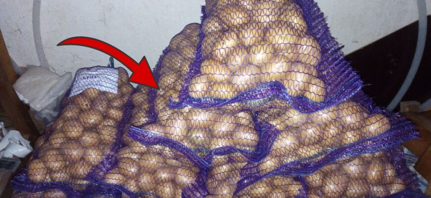 Кладу в овочі 1 пакетик – і вони не проростають до самого квітня: лежать цілі та свіжі по 9-10 місяців