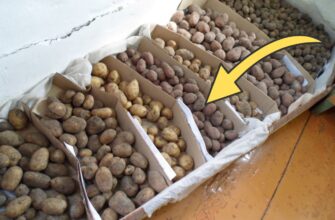 Картопля в погребі лежить до весни і не проростає: кладу серед бульби 1 фрукт, про який знають лише одиниці