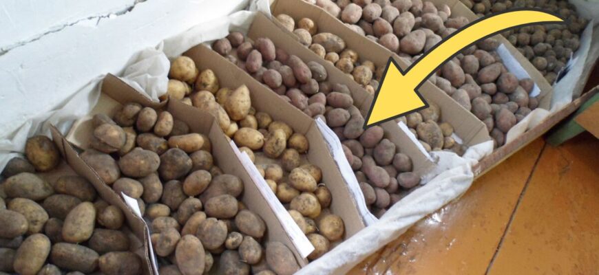 Картопля в погребі лежить до весни і не проростає: кладу серед бульби 1 фрукт, про який знають лише одиниці