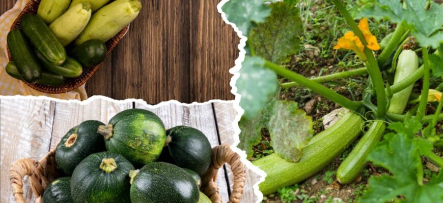 Саджала у 2025 і обов’язково посаджу у 2026: сорти кабачків, які перевершили всі очікування