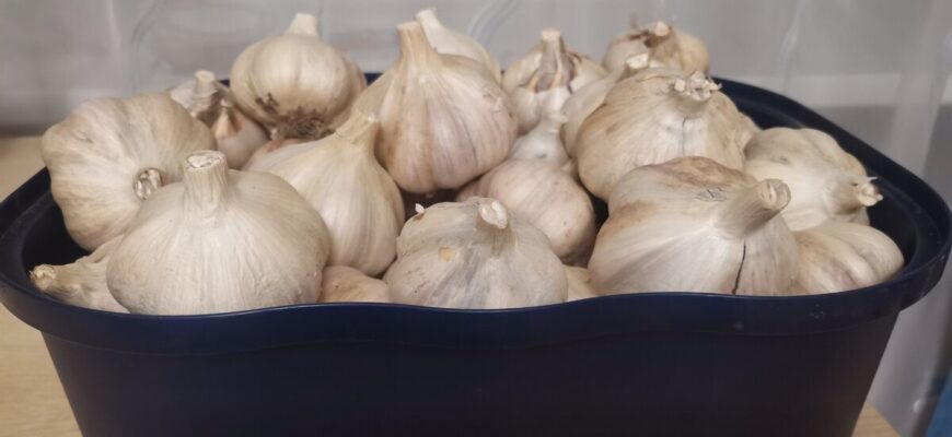 Вже 13 років не зберігаю часник у холодильнику: 1 простий спосіб — він не висихає і не гниє до самої весни