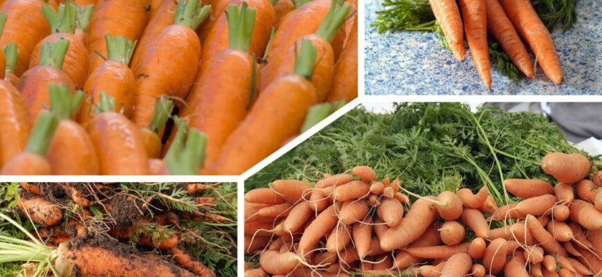 Морква виростає з кулак навіть на бідній землі: 3 прийоми, які працюють без добрив Морква виростає з кулак навіть на бідній землі: 3 прийоми, які працюють без добрив