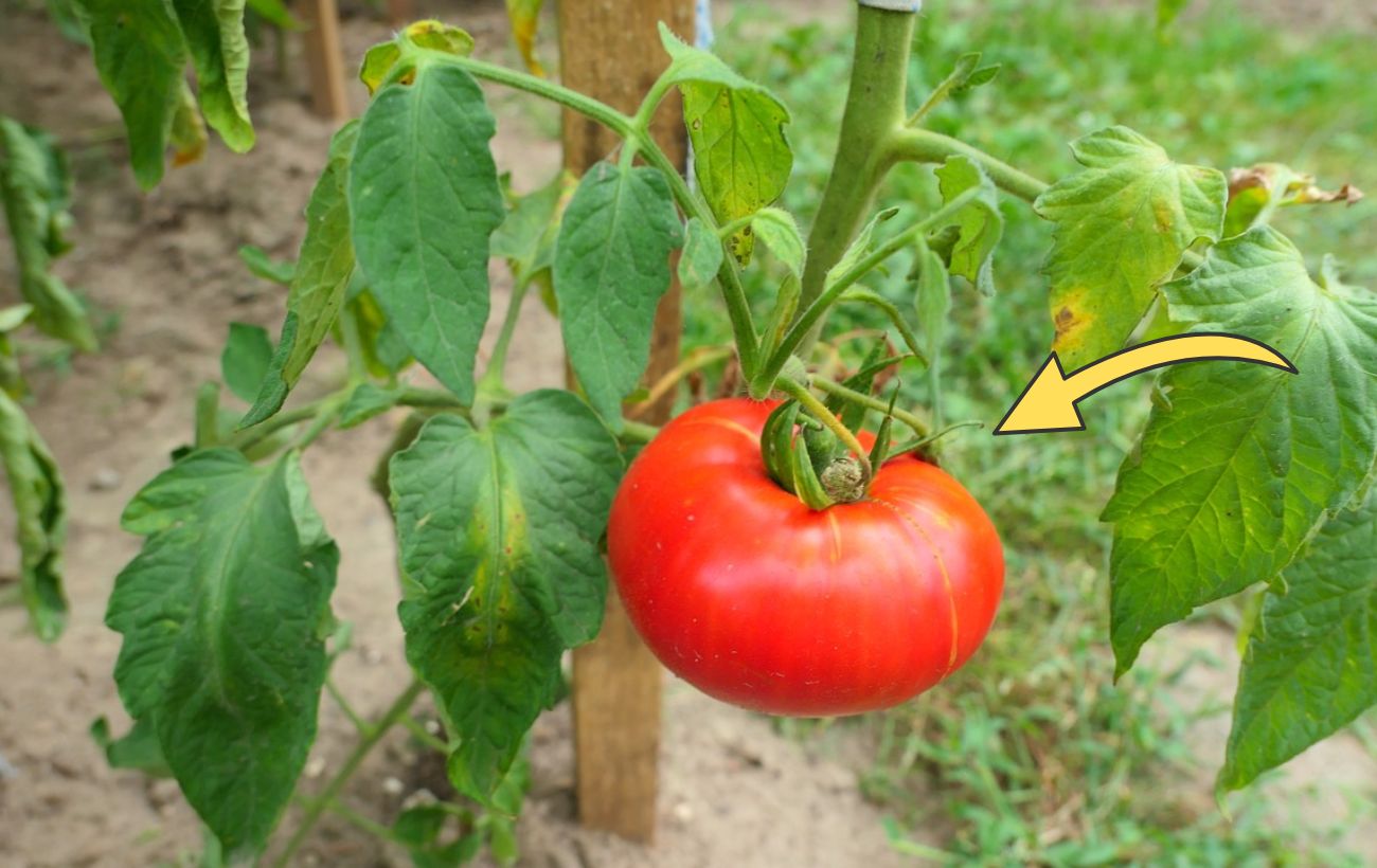 Агрономи назвали найкраще добриво для мʼясистих помідорів