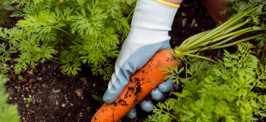 Вже 15 років висаджую ці 4 овочі під зиму на Франківщині – маю супер врожай: не часник і цибуля