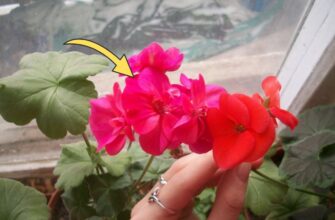 Кинула 6 гранул у горщик, аби герань перестала жовтіти: у квартирі 0 сонця, а вона квітне і випускає бутони