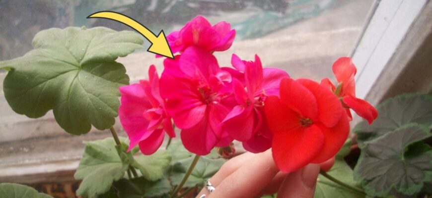 Кинула 6 гранул у горщик, аби герань перестала жовтіти: у квартирі 0 сонця, а вона квітне і випускає бутони
